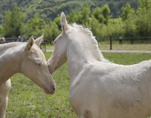 Twins cremello foals (or albino)	