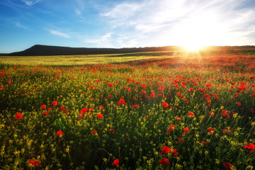 Spring flowers in field. Beautiful landscape. Composition of nature
