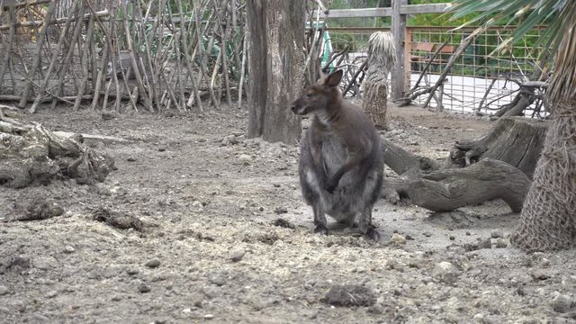 wallaby scratching in wild reserve 