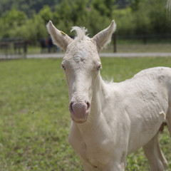 Cremello foal (or albino)