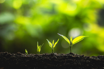 plant a tree Growing tree care tree And hands watering trees In nature
