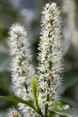 Prunus laurocerasus shrub in bloom with group of small white flowers