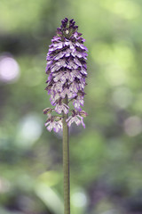 Orchis purpurea in bloom, flowering beautiful purple wild orchid