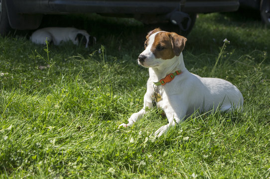 Jack Russell Terrier dog posing in the grass, white brown fur, domestic animal