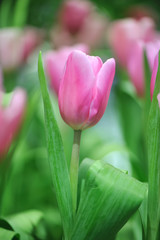 close up Pink Tulips flower beautiful in garden