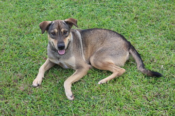 Dog,  the brown dog lies down on green grass,  it is pets that is tame.