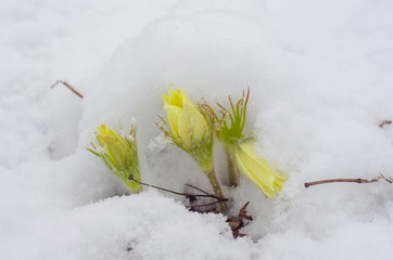 blossoming yellow pasque flowers pulsatilla grandis under snow in the meadow spring cloudy afternoon