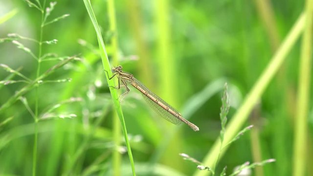 Little  dragonfly sitting on a green grass 4K