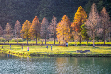 The bald cypress trees along Lipi Lake in Yilan, Taiwan.