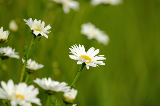 camomile flowers