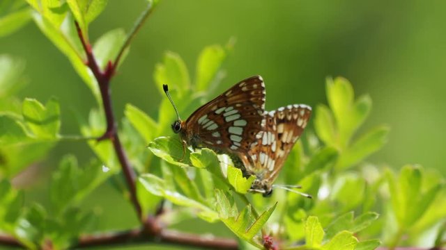 The Duke of Burgundy butterfly ( Hamearis lucina ) mating