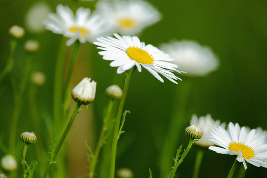 daisies white