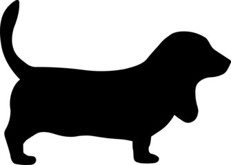 Bassett Hound Dog