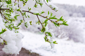 bird cherry tree branch with young leaves snow-covered. abnormal weather in the spring