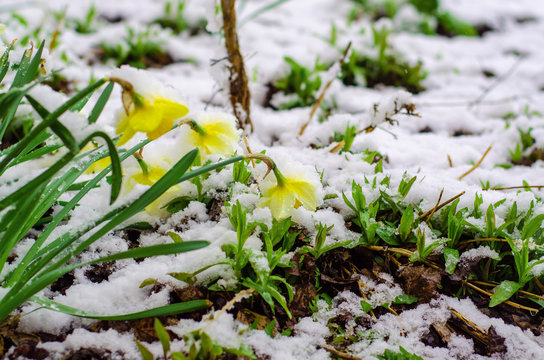 Bunch of yellow spring daffodils flowers covered by snow. Abnormal may weather