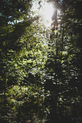 Fototapeta premium Trees