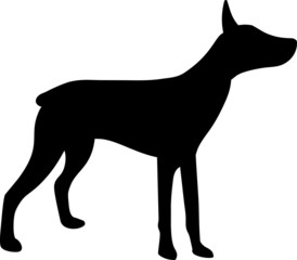 Obraz premium Miniature Pinscher Dog