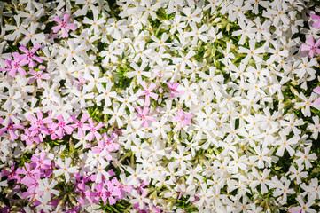 Phlox subulata. Creeping phlox, moss phlox, moss pink, or mountain phlox flowers background. Many small white and pink flowers for background, top view.