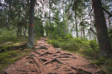 Hiking trail through pine forest, overgrown in tree roots, and pine tree with orange-red hiking mark beside the trail. Taken on Bergslagsleden hiking trail, in nature reserve Ånnaboda, central Sweden.