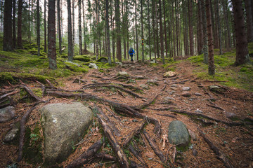 Hiking trail through pine forest, overgrown in tree roots and rocks, with hiker walking in the...