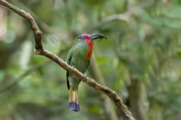 Colorful male Red-bearded bee-eater with prey in Kaeng Krachan National Park , Phetchaburi , Thailand