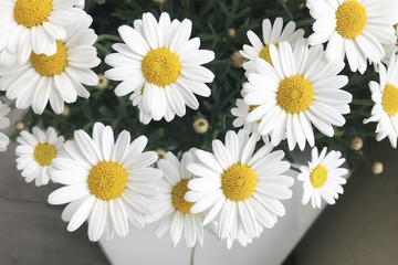 Obraz premium garden chamomile close-up. Background.