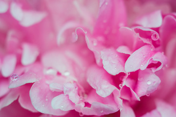 pink flower peony macro