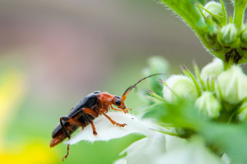 Macro shot of little beauty beetle on white flower and green leaves