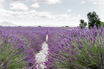Fototapeta na wymiar lavande violette - provence - France