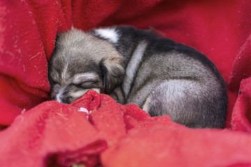 A beautiful dog puppy curled up in red cloth