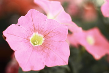 Petunia Flower In A Close up Look