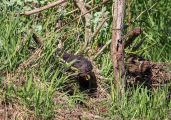 Beaver on the river