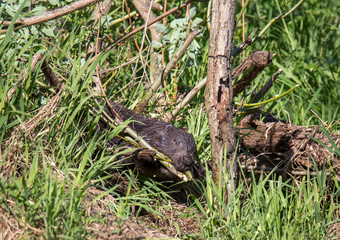 Beaver on the river