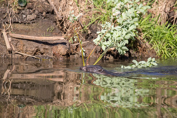 Beaver on the river