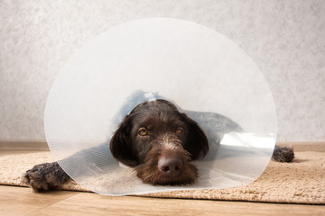 dog wearing elizabethan collar