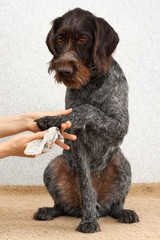hands cleaning the paw of dog by rag