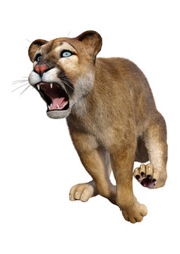 3D Rendering Big Cat Puma on White