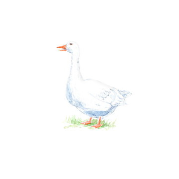 Goose on the grass.Farm animals.Watercolor hand drawn illustration.White background.