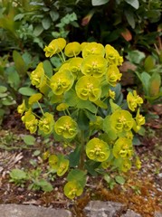 A Green and Yellow Wood Spurge Flower