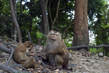 Monkey family. Macaca fascicularis baby and mother