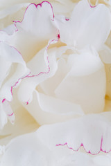 Blooming white Peony. Beautiful Peonie flower. Macro.