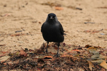 Jackdaw Bird on the Beach with Seaweed