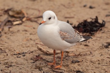 Young Black-Headed Gull on the Beach