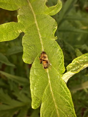 Bug Resting on Big Green Artichoke Leaf