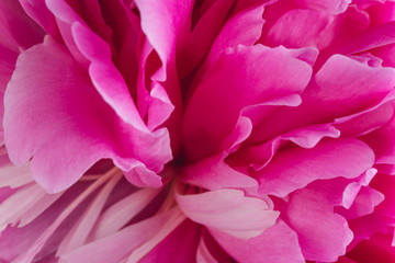Blooming pink Peony. Beautiful Peonie flower. Macro.