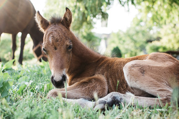 Naklejka na ściany i meble Foal, young horse. Baby horse.