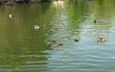 Geese and ducks in the park