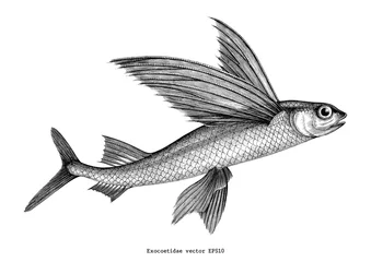 Fotobehang Exocoetidae or Flying fish hand drawing vintage engraving illustration © channarongsds