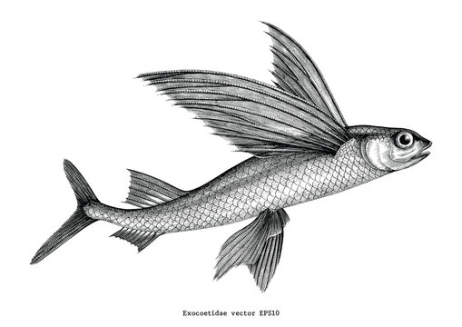 Exocoetidae or Flying fish hand drawing vintage engraving illustration