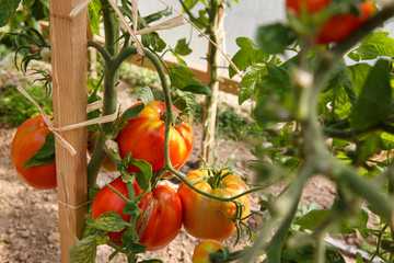 Fresh tomatoes ripening in the greenhouse